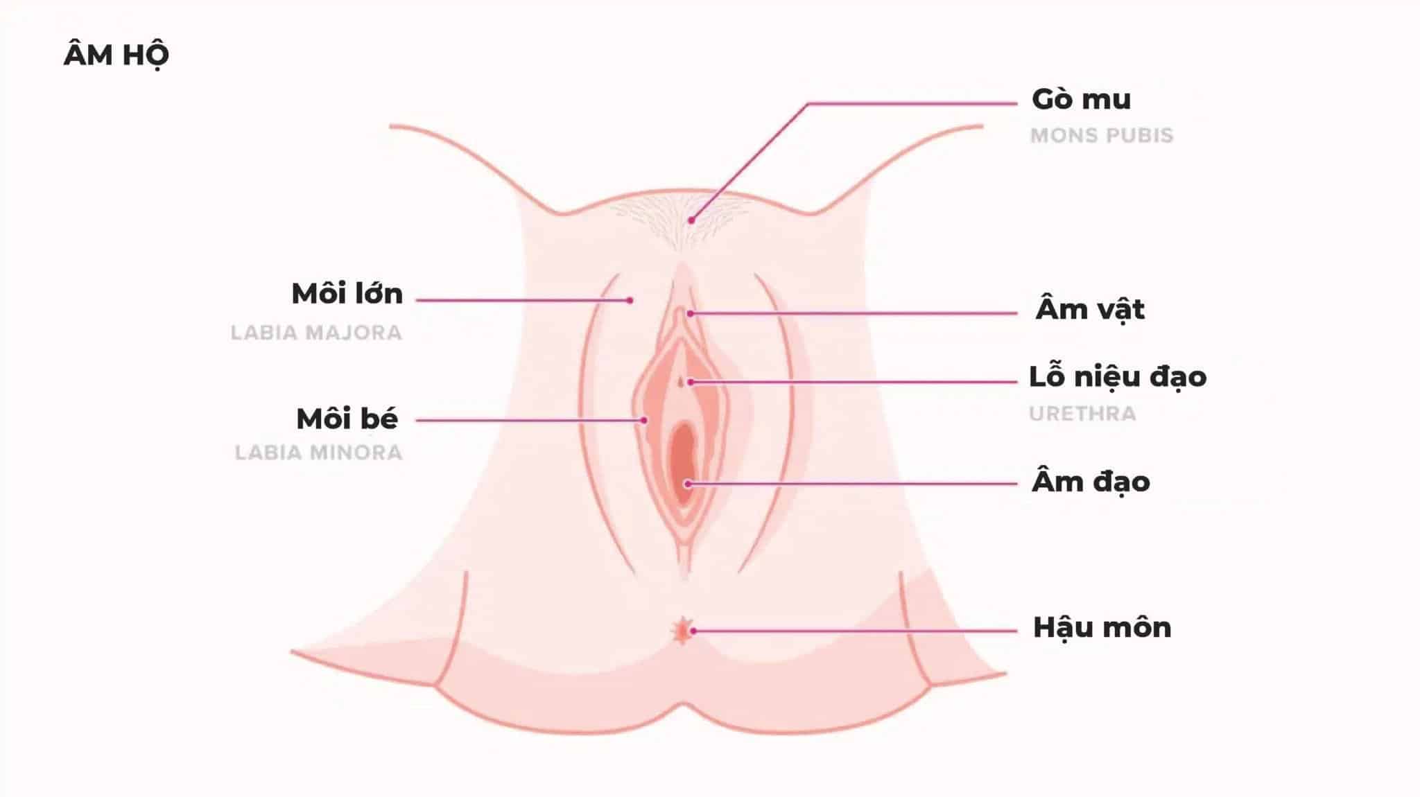 ÂM ĐẠO LÀ ỐNG CƠ NỐI CỔ TỬ CUNG VỚI BÊN NGOÀI CƠ THỂ